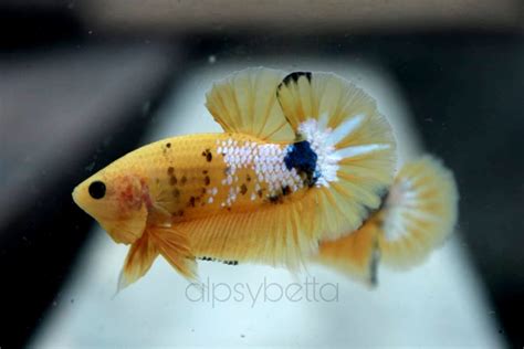 Hmpk Yellow Fancy Alpsy Betta Gallery