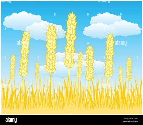 Wheat Growing Area Stock Vector Images Alamy