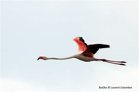 Flamant Rose Phoenicopterus Roseus Bioobs