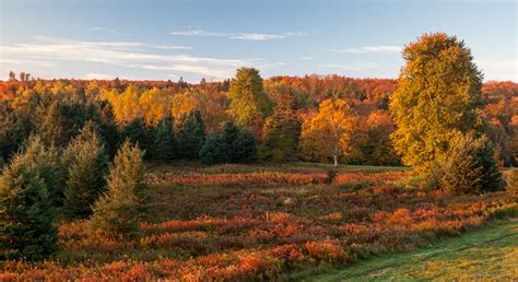 Fall Forest In Strathgatney Pei Photo By Stephen Desroches