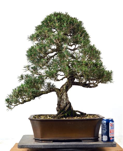 Japanese White Pine 12 Tall Bonsai Bonsai Learning Center Store