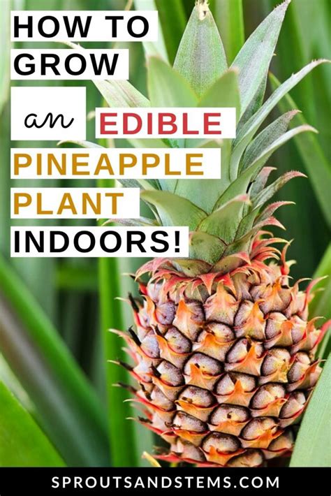 Pineapple Plant Care and Propagation Indoors | Sprouts and Stems