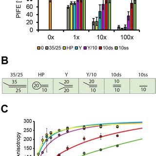 Structure Specific Binding Of XPF ERCC1 A Immobilized 35 25 Bp DNA