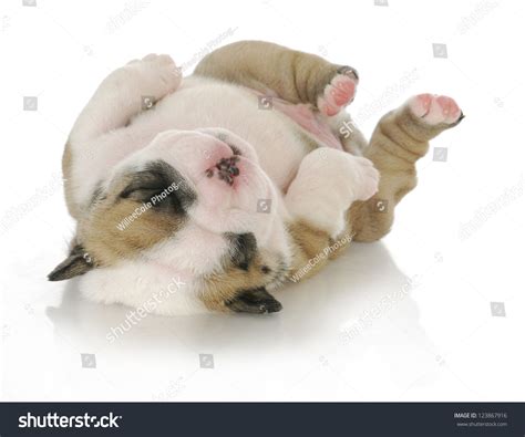 Newborn Puppy English Bulldog Puppy 3 Weeks Old Stock Photo