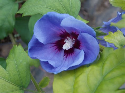 Hibiscus Syriacus Blue Bird Oiseau Bleu Hibiscus Herbaceous Border Blue Bird