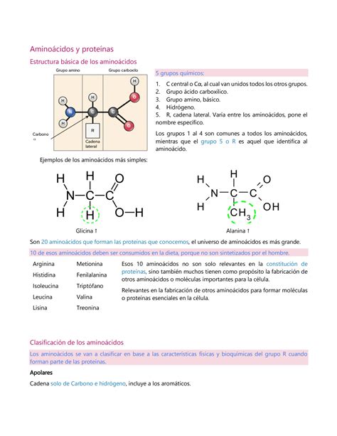 Solution Aminoacidos Y Proteinas Studypool