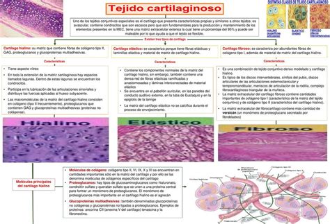 Tejido Cartilaginoso Bryan Josue Zambrano Anchundia Udocz