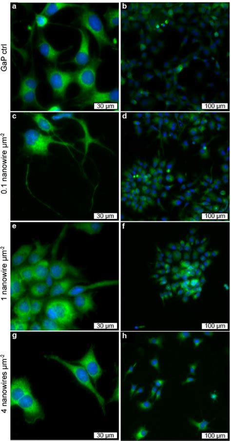 Fluorescence Microscopy Images Showing Cell Morphology And Distribution