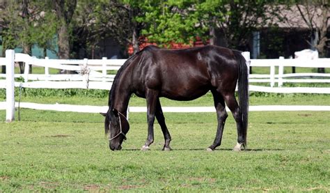 Bay Horse Color - Genetics, Shades, Breeds & Famous Bay Horses ...