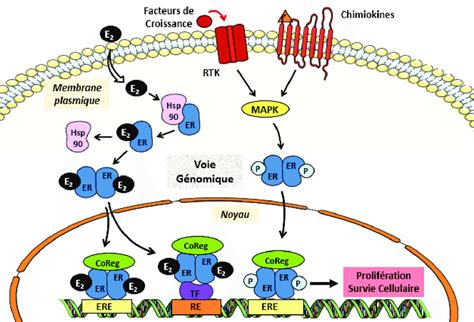 Voies De Signalisation Génomiques Derα Le Romancer Et Al 2011