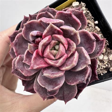 Echeveria Mohican 88 DK Succulents Korea Rare Korean Succulents