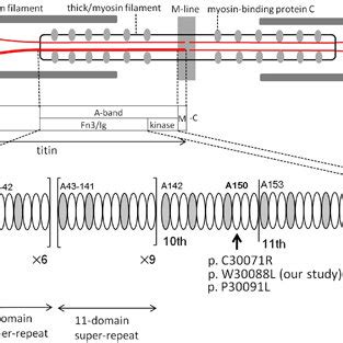 Structure of titin and mutation distribution in the A-band domain ...