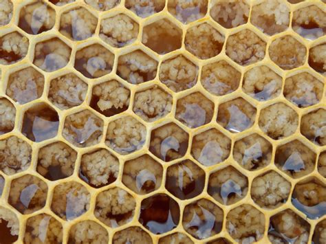 Learn To Accept Crystallized Honey As A Unique Thing