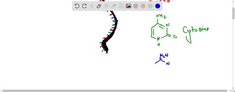 Solved Now Draw A Monomer Of Rna Again Label All Parts And Number