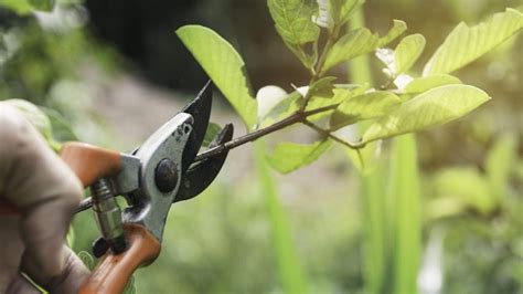 Ce qu il ne faut pas tailler au printemps 10 plantes à éloigner des