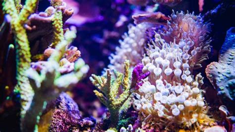 Growing a Coral Reef in an Aquarium | Wonders of Wildlife