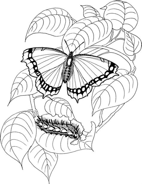 Borboleta Para Colorir Desenho Imagens Para Imprimir Artesanato