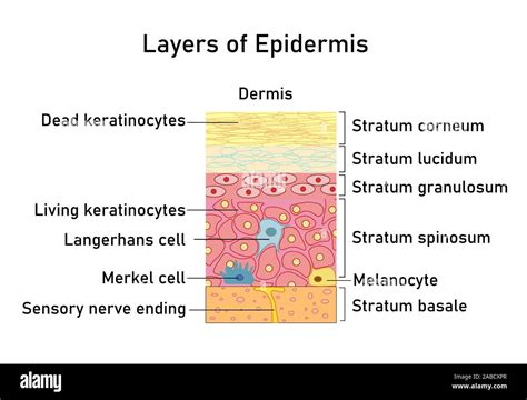 Vector Illustration With Structure Of Dermis For Medical And