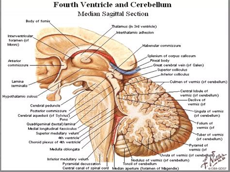 Cerebral Circulation Csf Formation PPT