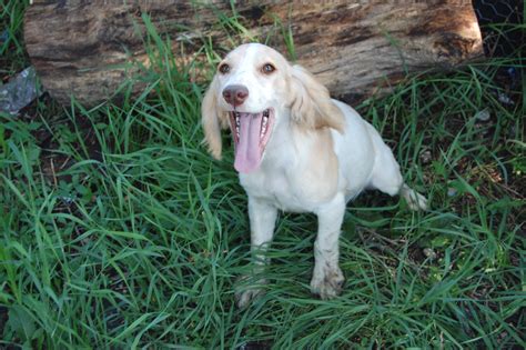 Why a Cocker? | Harvest Hunters English Springer Spaniels