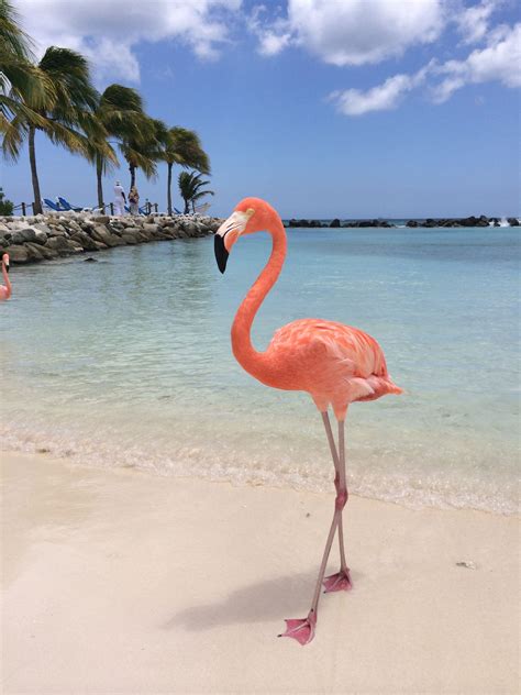 Renaissance Island Aruba Flamingo Pictures Flamingo Flamingo Wallpaper