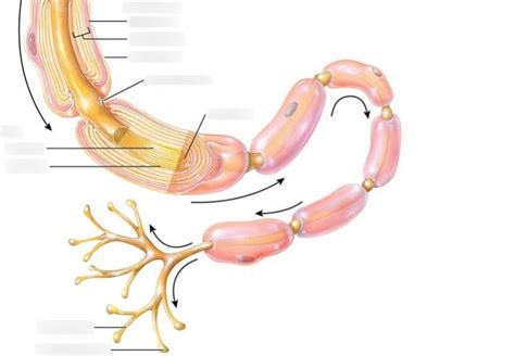 Parts Of Motor Neuron Diagram Quizlet