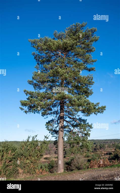 Scots Pine Tree Hi Res Stock Photography And Images Alamy