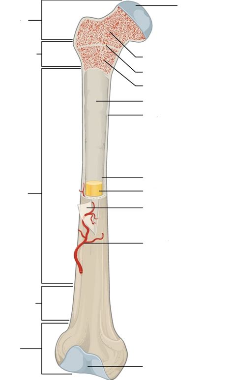 Bone tissue Diagram | Quizlet