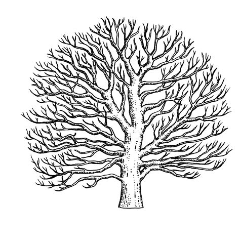 Sycamore Tree Drawing at GetDrawings | Free download