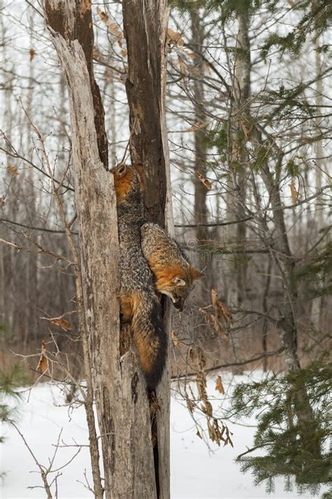 Grey Foxes Urocyon Cinereoargenteus Climb Up And Down In Split Tree