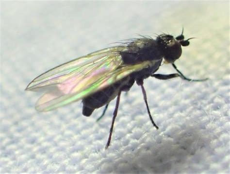 Diptera Info Discussion Forum Agromyzidae