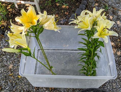 Cutting And Arranging Lilies The Martha Stewart Blog