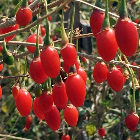 Seeds for Goji Berry | Lycium chinense | Amkha Seed