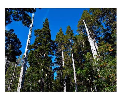 Declaración Pública Consejo de la Facultad de Cs Forestales y de la