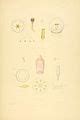 Category A monograph of the British naked eyed Medusæ Wikimedia Commons
