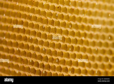 Honeycomb cell honeycomb cells hi-res stock photography and images - Alamy