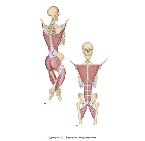 The Evidence Of Anatomy Trains Myofascial Meridians