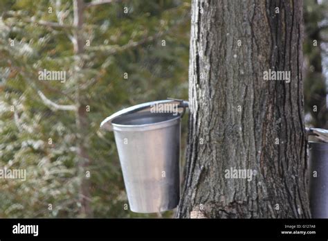 Metal Pails On A Tree For Collecting Sap To Produce Maple Syrup Stock