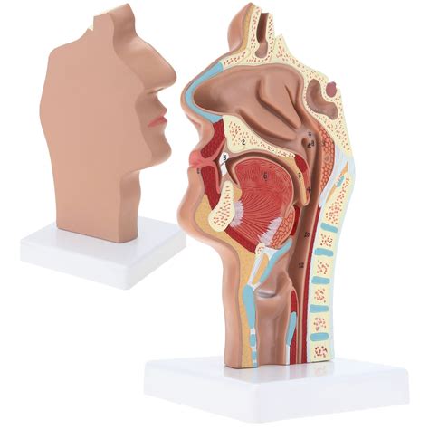 Anatomía de garganta de cavidad nasal humana Modelo médico Simulación