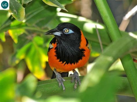 Wonderbirdspecies Venezuelan Troupial