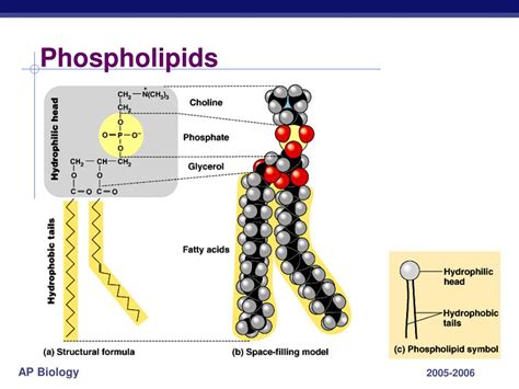 PPT - Chapter 8. Movement across the Cell Membrane PowerPoint ... 
