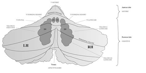 Cerebellum Anatomy Vermis