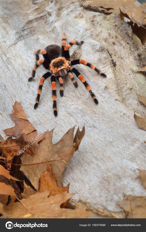 Birdeater Tarantula Spider Brachypelma Smithi Stock Photo By Alex