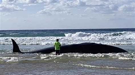 Drone Captures Tiger Shark Frenzy On Dead Humpback Off Hervey Bay The