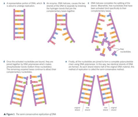 Dna Replication Flashcards Quizlet