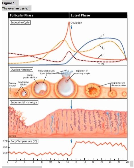 follicular phase physiology | kullee