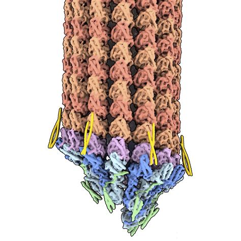 Structure of γ Tubulin Ring Complex provides insights into nucleation