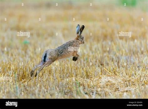 Hare Jumps Hi Res Stock Photography And Images Alamy