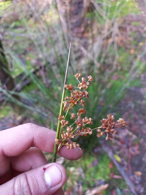 Juncus Bassianus In June 2023 By Kjell Knable INaturalist