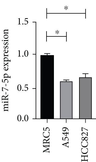 A Linc Expression In The Nucleus And Cytoplasma In A R B